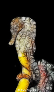 Sea Horse - Fredricksted town pier, St Croix by Rick Tegeler 